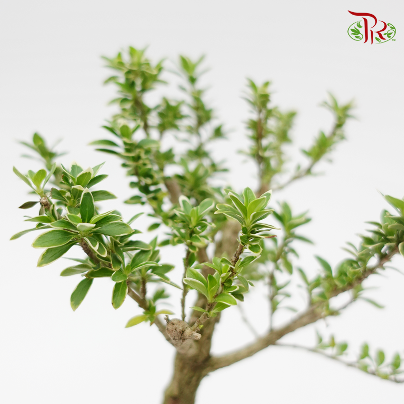 Serissa Variegated 《 六月雪》 - Pudu Ria Florist