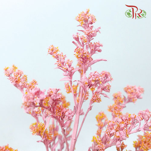 Solidago Dyed - Light Pink (10 Stems) - Pudu Ria Florist