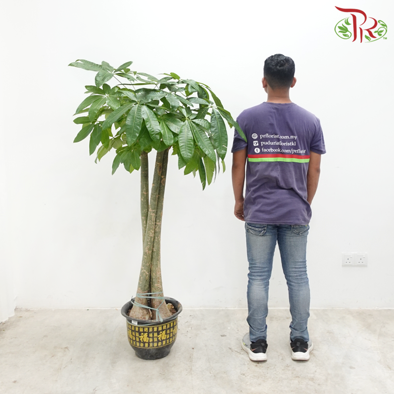 Pachira 3PP 1.5M《发财树》-Pudu Ria Florist-prflorist.com.my