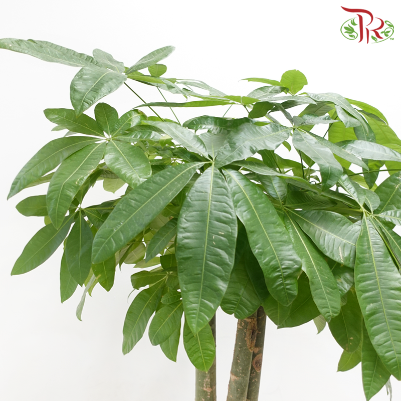 Pachira 3PP 1.5M《发财树》-Pudu Ria Florist-prflorist.com.my