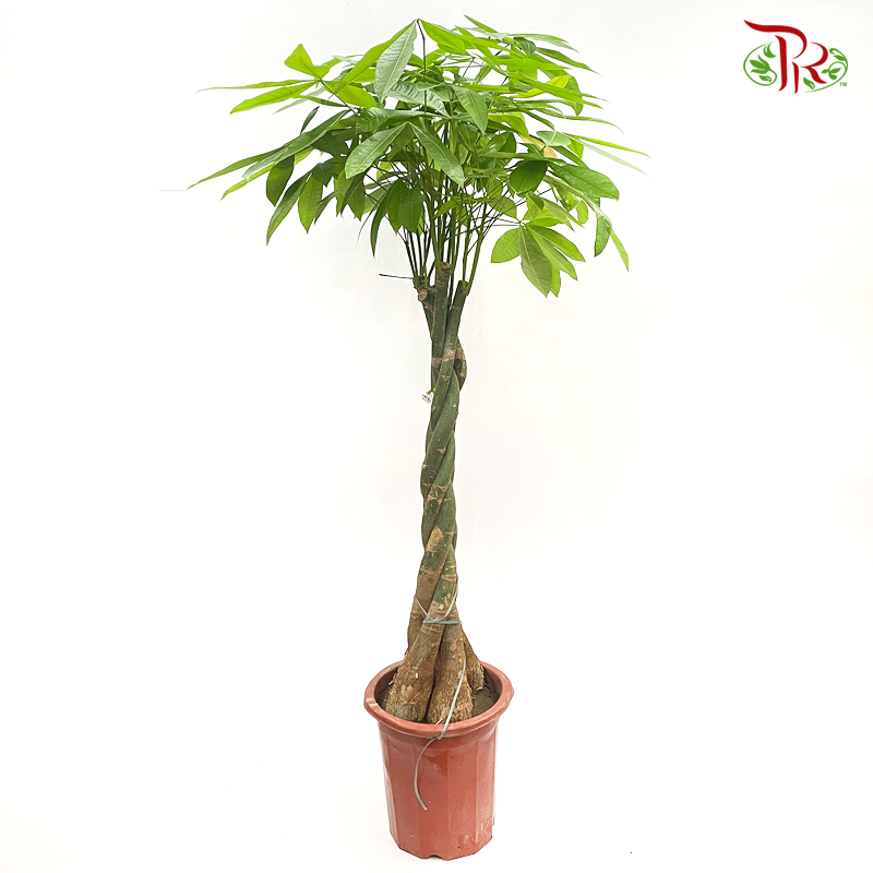 Pachira 5 Plants (4 ft)-Pudu Ria Florist-prflorist.com.my