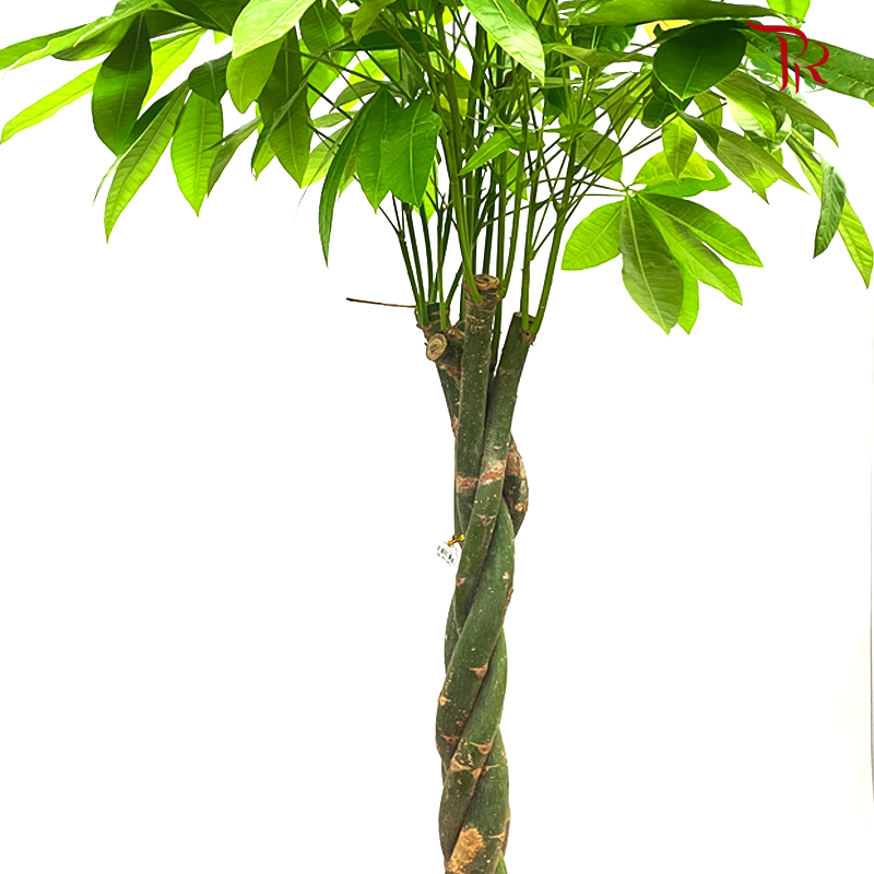 Pachira 5 Plants (4 ft)-Pudu Ria Florist-prflorist.com.my