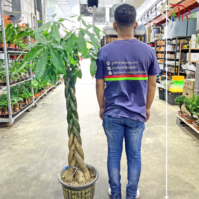 Pachira Aquatica 5’OH《发财树》-Pudu Ria Florist-prflorist.com.my
