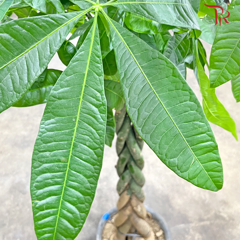 Pachira Aquatica 5’OH《发财树》-Pudu Ria Florist-prflorist.com.my