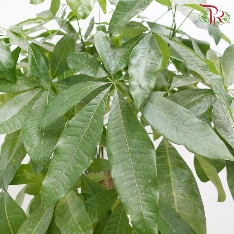 Pachira Aquatica 5'OH《发财树》-Pudu Ria Florist-prflorist.com.my