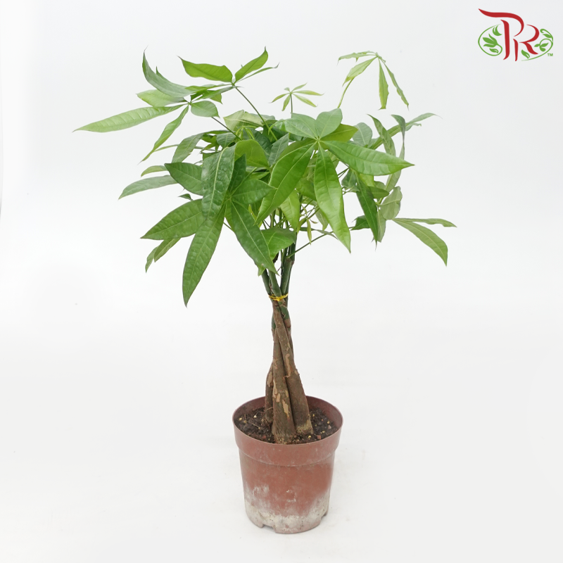 Pachira Aquatica P150《发财树》-Pudu Ria Florist-prflorist.com.my