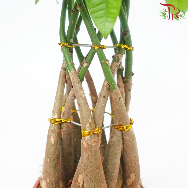 Pachira Basket《发财树》