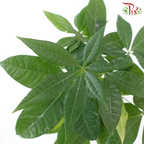 Pachira Buddha Hand P90《发财树》-Pudu Ria Florist-prflorist.com.my