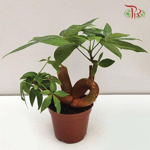 Pachira QQ《发财树》-Pudu Ria Florist-prflorist.com.my