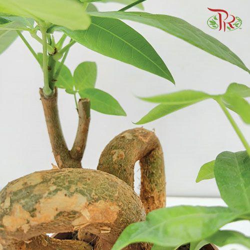 Pachira QQ《发财树》-Pudu Ria Florist-prflorist.com.my