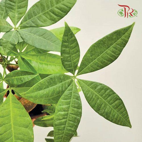 Pachira QQ《发财树》-Pudu Ria Florist-prflorist.com.my