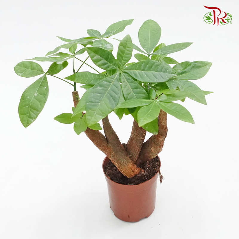 Pachira Super Rich 《发财树》-Pudu Ria Florist-prflorist.com.my