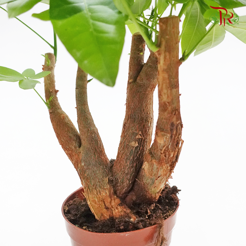 Pachira Super Rich 《发财树》-Pudu Ria Florist-prflorist.com.my