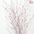 Panicum Dyed - Red (5 Stems)-Japan-prflorist.com.my