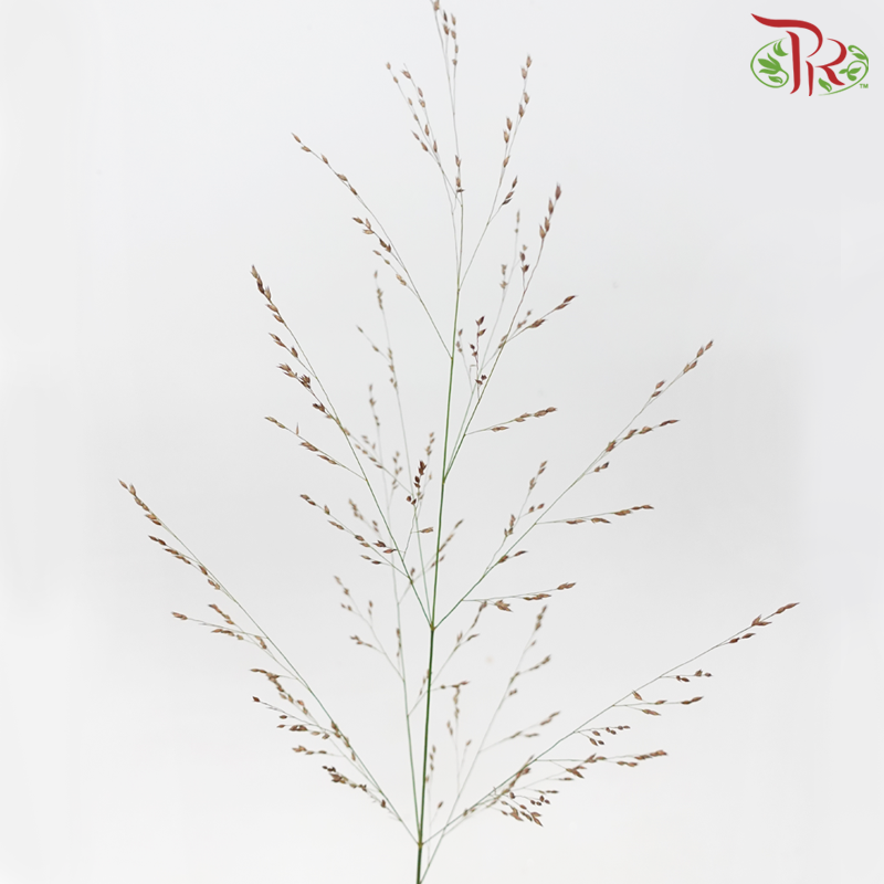 Panicum Virgatum (Per Bunch)-Netherland-prflorist.com.my