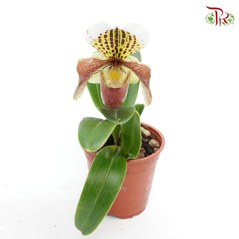 Paphiopedilum American Hybrid 《兜兰》-Pudu Ria Florist-prflorist.com.my
