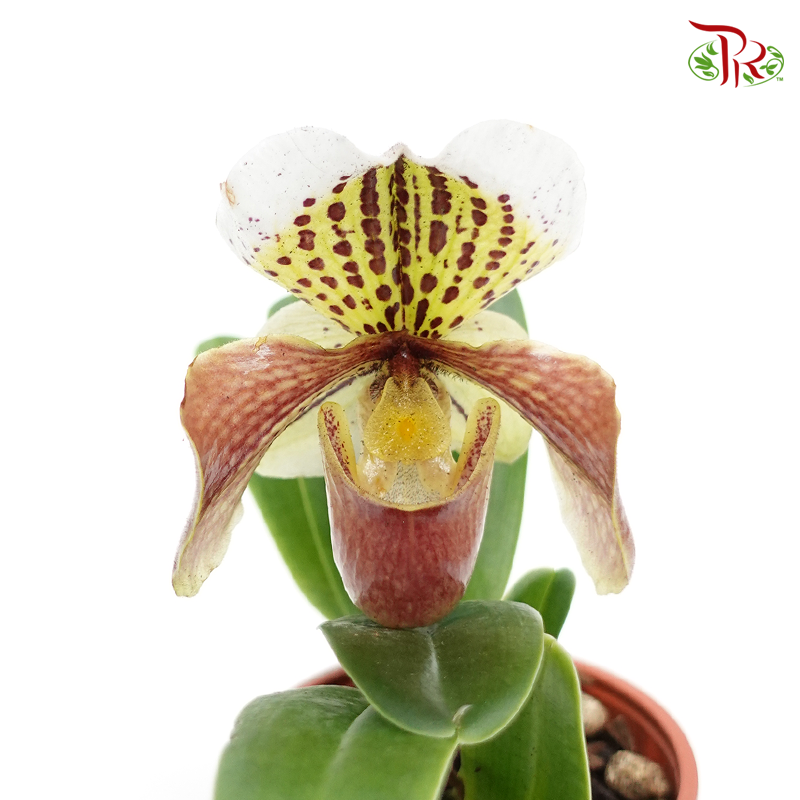 Paphiopedilum American Hybrid 《兜兰》-Pudu Ria Florist-prflorist.com.my