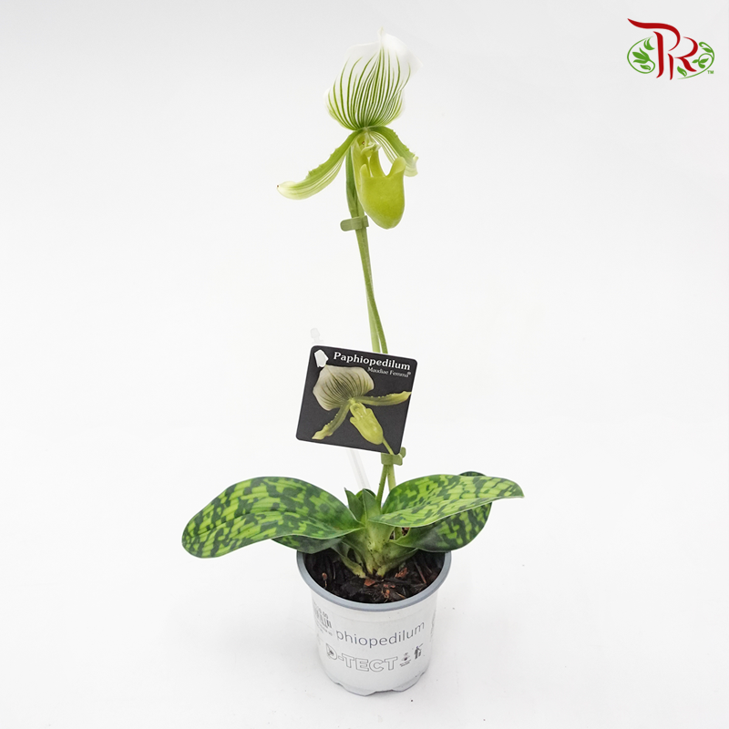 Paphiopedilum Femma 《兜兰》-Pudu Ria Florist-prflorist.com.my