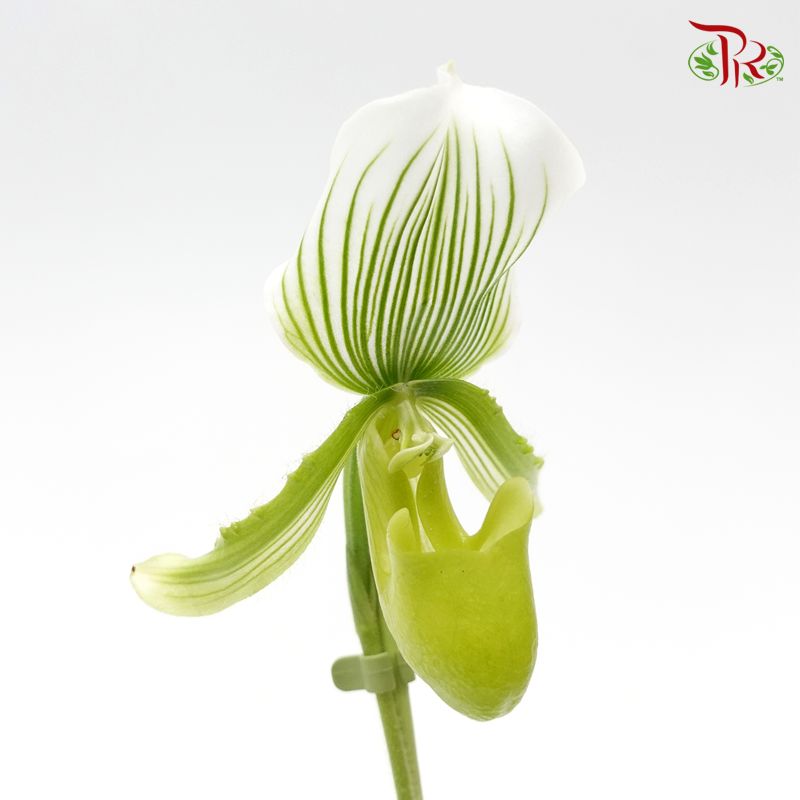Paphiopedilum Femma 《兜兰》-Pudu Ria Florist-prflorist.com.my
