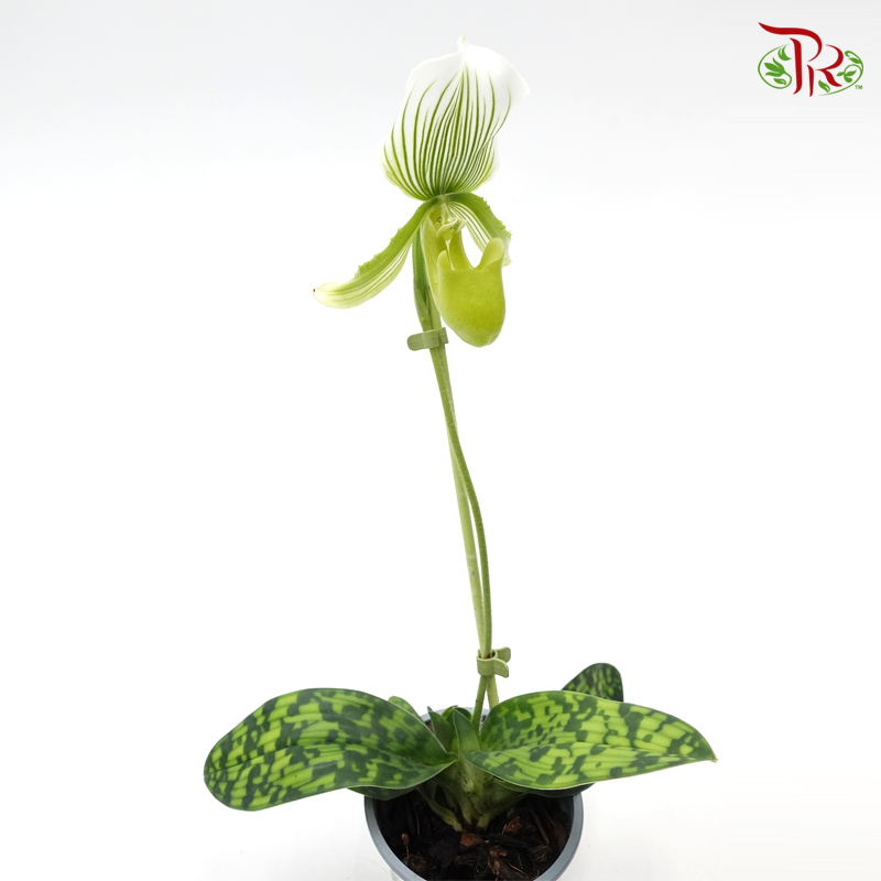 Paphiopedilum Femma 《兜兰》-Pudu Ria Florist-prflorist.com.my