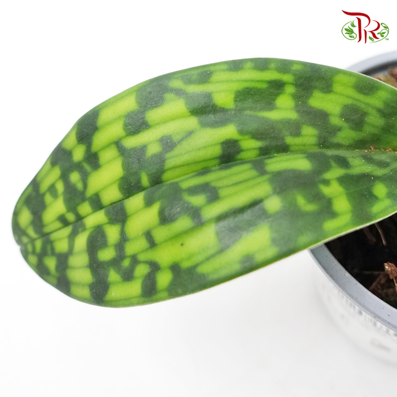 Paphiopedilum Femma 《兜兰》-Pudu Ria Florist-prflorist.com.my