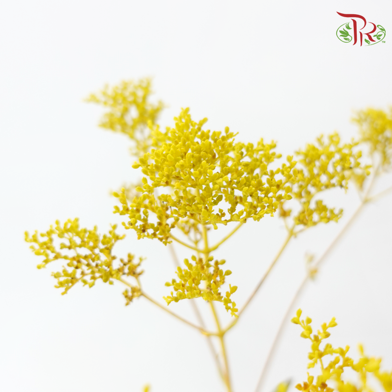 Patrinia Scabiosifolia (5 Stems)-Japan-prflorist.com.my