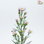 Peacock - Lilac (Targetes Patula) (Per Bunch)-Lilac-China-prflorist.com.my
