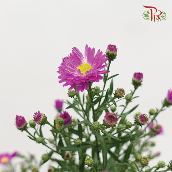 Peacock - Purple (Per Bunch)-Purple-Malaysia-prflorist.com.my