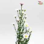 Peacock (Targets Patula) - Per Bunch-Pink-China-prflorist.com.my