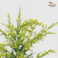 Peacock Yellow - (Per Bunch)-Yellow-Malaysia-prflorist.com.my