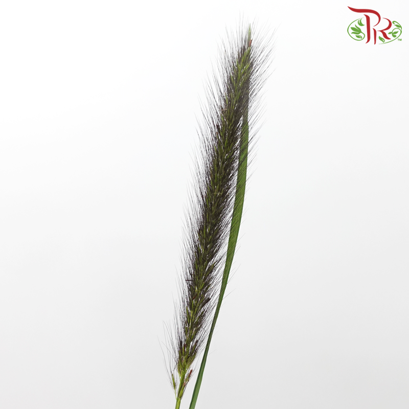 Pennisetum - Black Fox (5 Stems)-Black Fox-Netherland-prflorist.com.my