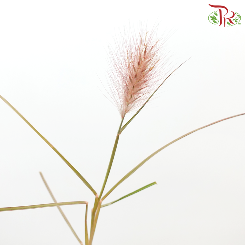 Pennisetum - Burgundy (Per Bunch)-Burgundy-China-prflorist.com.my