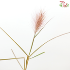Pennisetum - Burgundy (Per Bunch)-Burgundy-China-prflorist.com.my