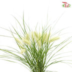 Pennisetum - Olive Green (Per Bunch)-China-prflorist.com.my