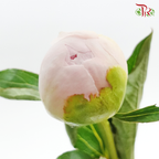 Peony - Lemonade Pink (2 Stems) - Pudu Ria Florist