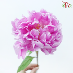 Peony - Agate Pink ***FRAGILE (5 Stems)***(Small / Medium Head)-Pink-China-prflorist.com.my