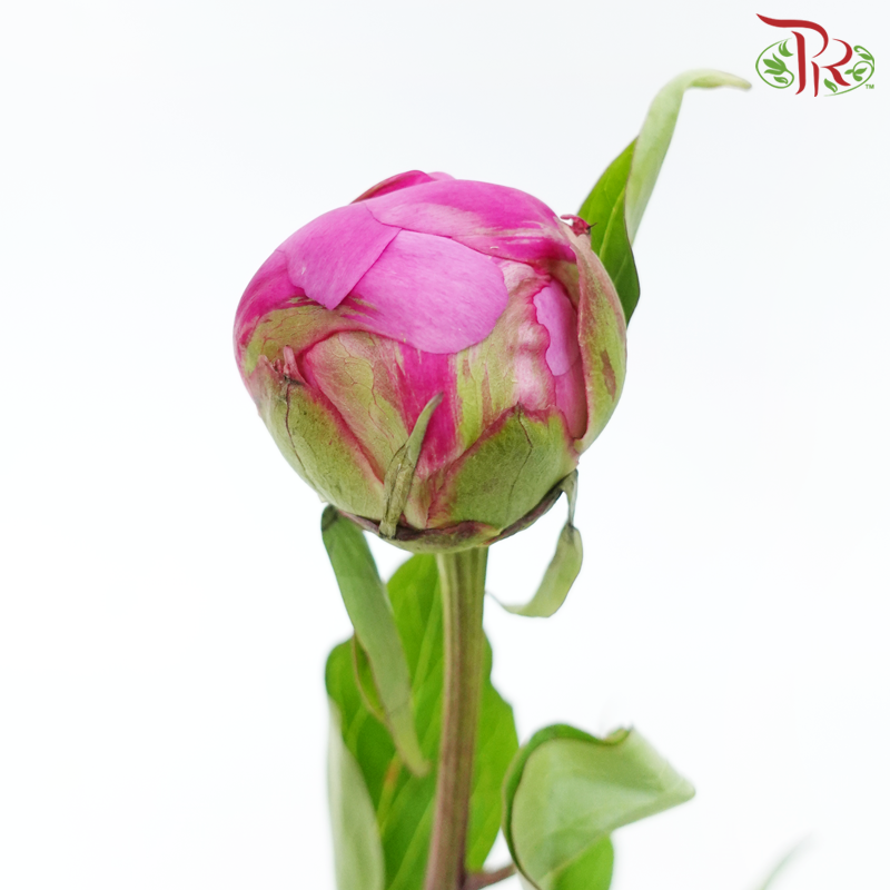 Peony - Agate Pink ***FRAGILE (5 Stems)***(Small / Medium Head)-Pink-China-prflorist.com.my