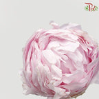 Peony - Blush Pink (2 Stems) *Small Bud ****FRAGILE-Pink-New Zealand-prflorist.com.my