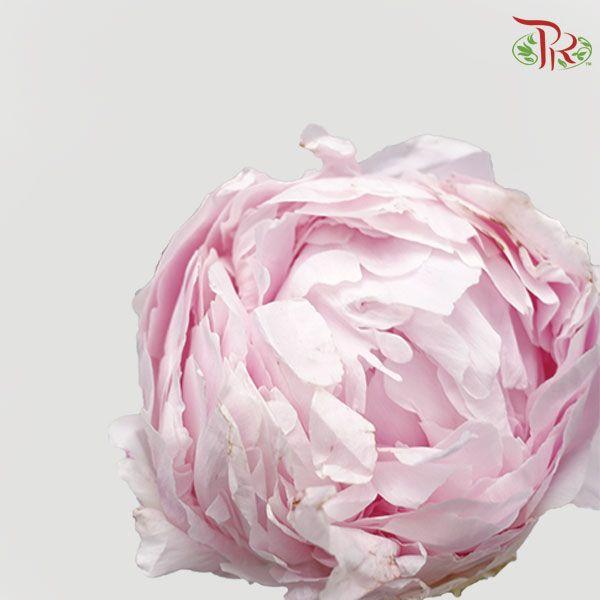 Peony - Blush Pink (2 Stems) *Small Bud ****FRAGILE-Pink-New Zealand-prflorist.com.my