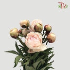 Peony - Blush Pink (5 Stems) ***Fragile (Small /Medium Size)-Pink-China-prflorist.com.my