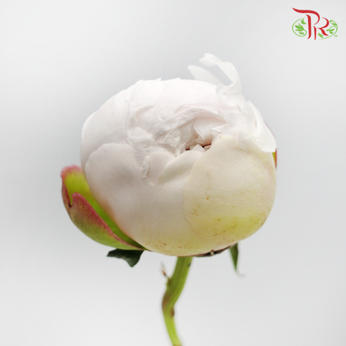 Peony - Bowl Cream***FRAGILE (2 Stems)***(Small / Medium Head)-White-Netherland-prflorist.com.my