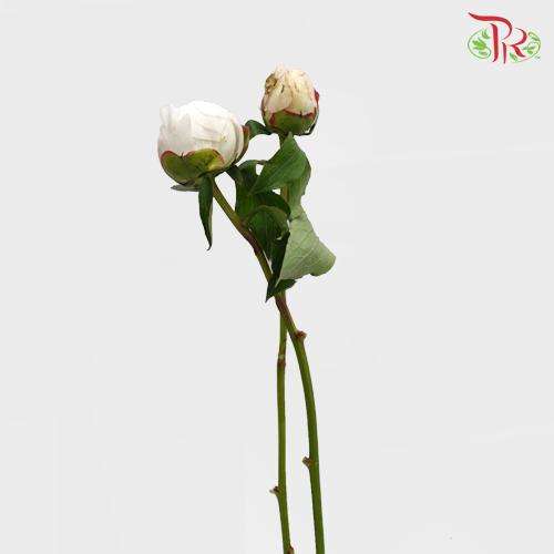 Peony - Bowl Cream***FRAGILE (2 Stems)***(Small / Medium Head)-White-Netherland-prflorist.com.my