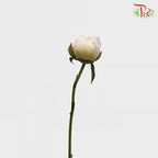 Peony - Bowl Cream***FRAGILE (2 Stems)***(Small / Medium Head)-White-Netherland-prflorist.com.my