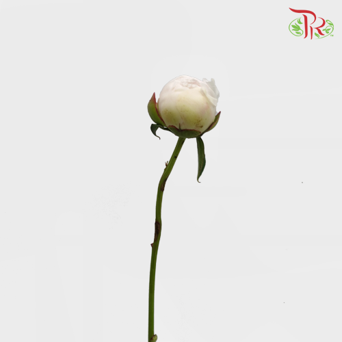 Peony - Bowl Cream***FRAGILE (2 Stems)***(Small / Medium Head)-White-Netherland-prflorist.com.my