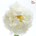 Peony - Bowl Cream***FRAGILE (5 Stems)***(Small / Medium Head)-White-China-prflorist.com.my