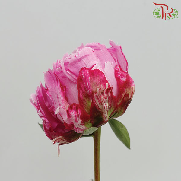 Peony - Cherry Pink (2 Stems) *Small Bud ****FRAGILE-Pink-New Zealand-prflorist.com.my