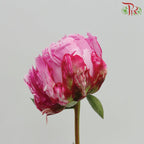 Peony - Cherry Pink (2 Stems) *Small Bud ****FRAGILE-Pink-New Zealand-prflorist.com.my
