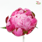 Peony - Chinese Herbaceous (5 Stems)-Pink-China-prflorist.com.my