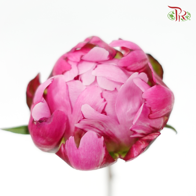 Peony - Chinese Herbaceous (5 Stems)-Pink-China-prflorist.com.my