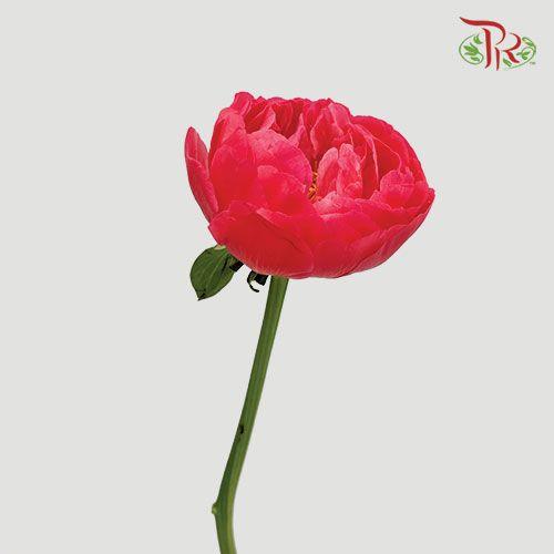Peony - Command Perf (2 stems)-Red-Italy-prflorist.com.my